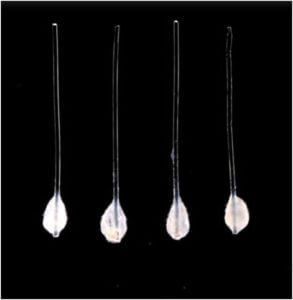 Research: Scientists Develop Hair Follicle Culture For Transplants From Stem Cells In Japan Hair Follicle Culture From Stem Cells For Transplantation In Japan