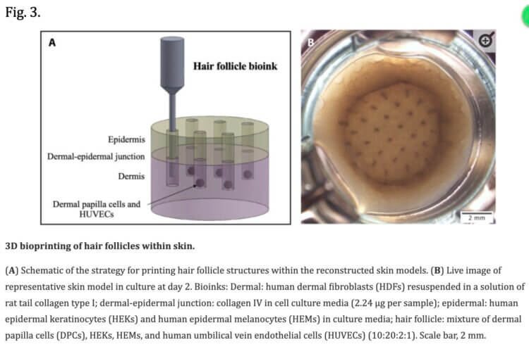 NEW RESEARCH: 3d-Printed Hair Follicles