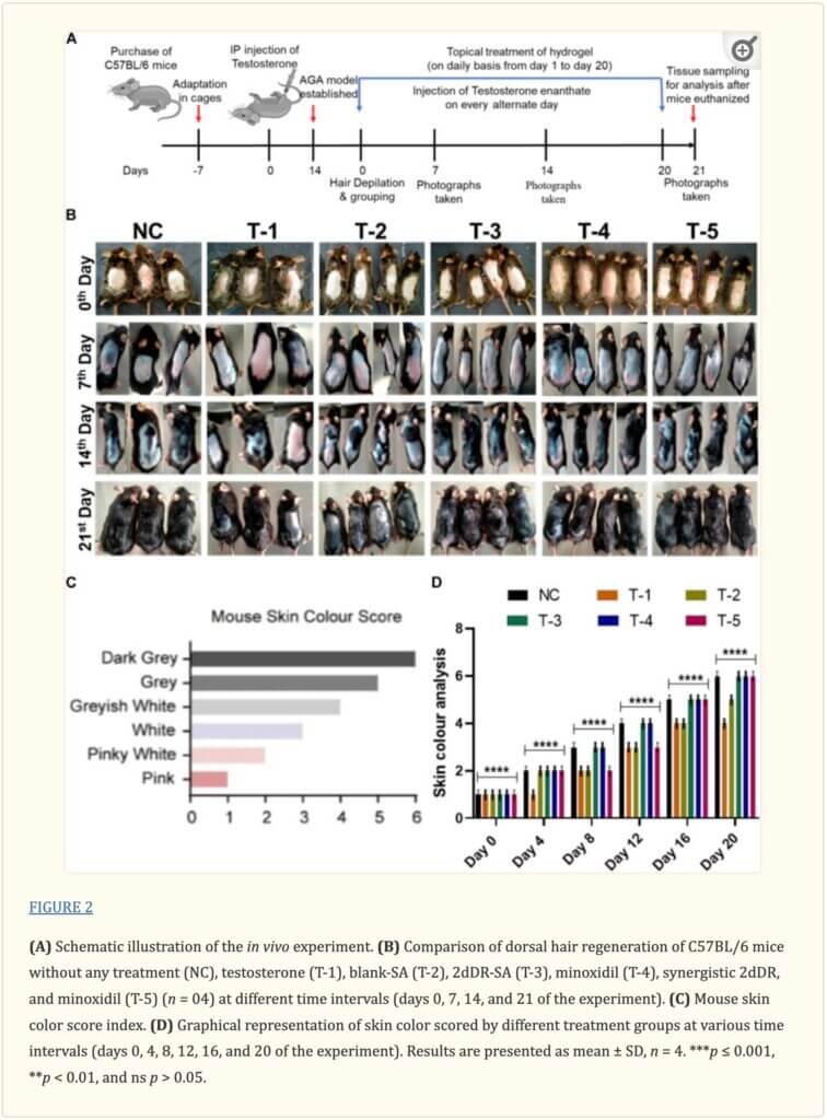 New Sugar Discovery Offers Sweet Hope For Hair Loss Figure 2(A) Schematic Illustration Of The In Vivo Experiment. (B) Comparison Of Dorsal Hair Regeneration Of C57Bl/6 Mice Without Any Treatment (Nc), Testosterone (T-1), Blank-Sa (T-2), 2Ddr-Sa (T-3), Minoxidil (T-4), Synergistic 2Ddr, And Minoxidil (T-5) (N = 04) At Different Time Intervals (Days 0, 7, 14, And 21 Of The Experiment). (C) Mouse Skin Color Score Index. (D) Graphical Representation Of Skin Color Scored By Different Treatment Groups At Various Time Intervals (Days 0, 4, 8, 12, 16, And 20 Of The Experiment). Results Are Presented As Mean ± Sd, N = 4. ***P ≤ 0.001, **P ≪ 0.01, And Ns P ≫ 0.05.